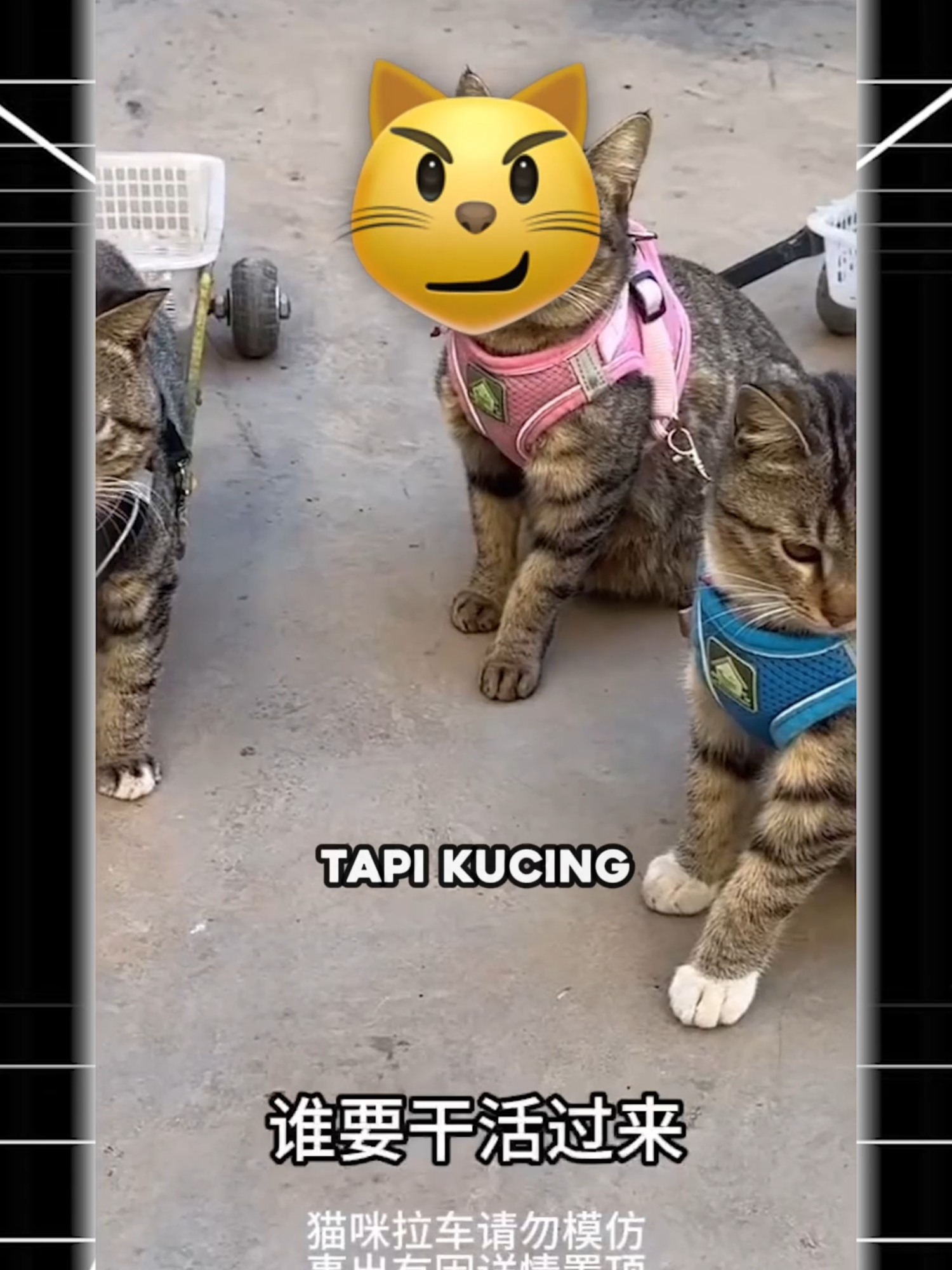 DI CHINA KUCING DISURUH KERJA? #kucing #kucinglucu #cat #catlover