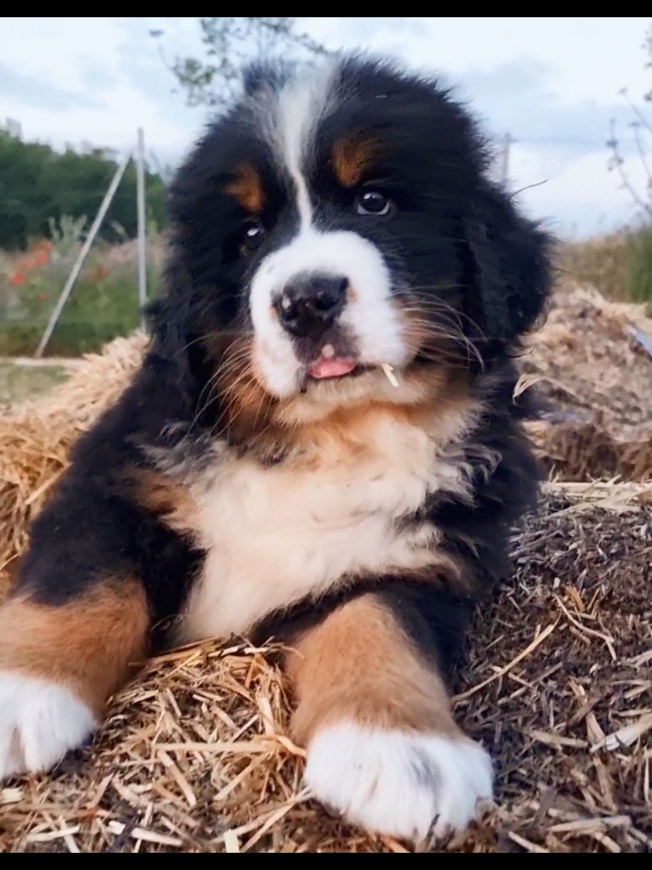 Bernese Mountain dog puppy 🐻❤🐻 #bernesepuppy #bernesemountaindog #bernesemountaindogpuppy #bernersennenhund #bovarodelbernese #bouvierbernois #boyerodeberna #cutepuppy 