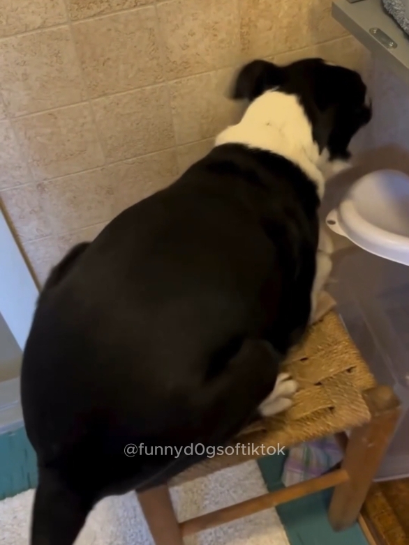 Part 47 |🤣🤣 Funny dog videos! #dog #funnydogs #funnypets #funnyanimals 