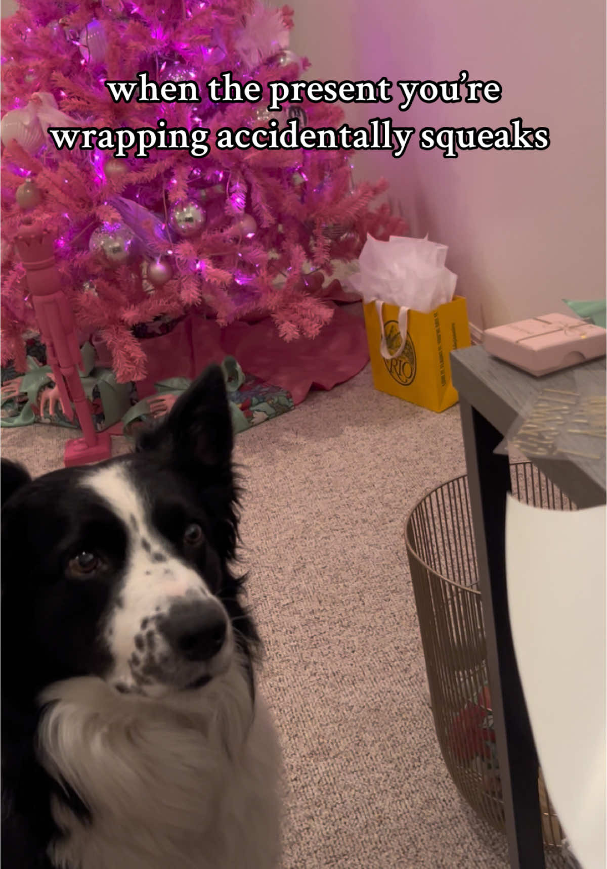 I KNEW I WAS A GOOD BOY THIS YEAR  @Petco  #dogsoftiktok #bordercollie #fypdog #dogs #christmas #wrappinggifts #wrappingpresents #christmastree #santapaws #pinkchristmas #giftwrapping wrap presents with me 