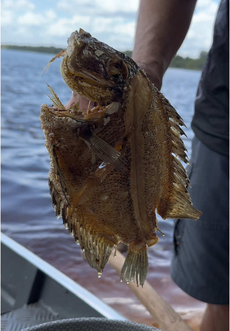 O DIA QUE NÃO FALHA! SEGUNDOU! Pescaria no Rio Negro @3hfishing  Faca Fileteira @marine.fishing  Fogareiro @kala.brasil  Geladeira @loja.resfriar  Camisa @facanarede  #pescaria #johnnyhoffmannoficial #pescaesportiva