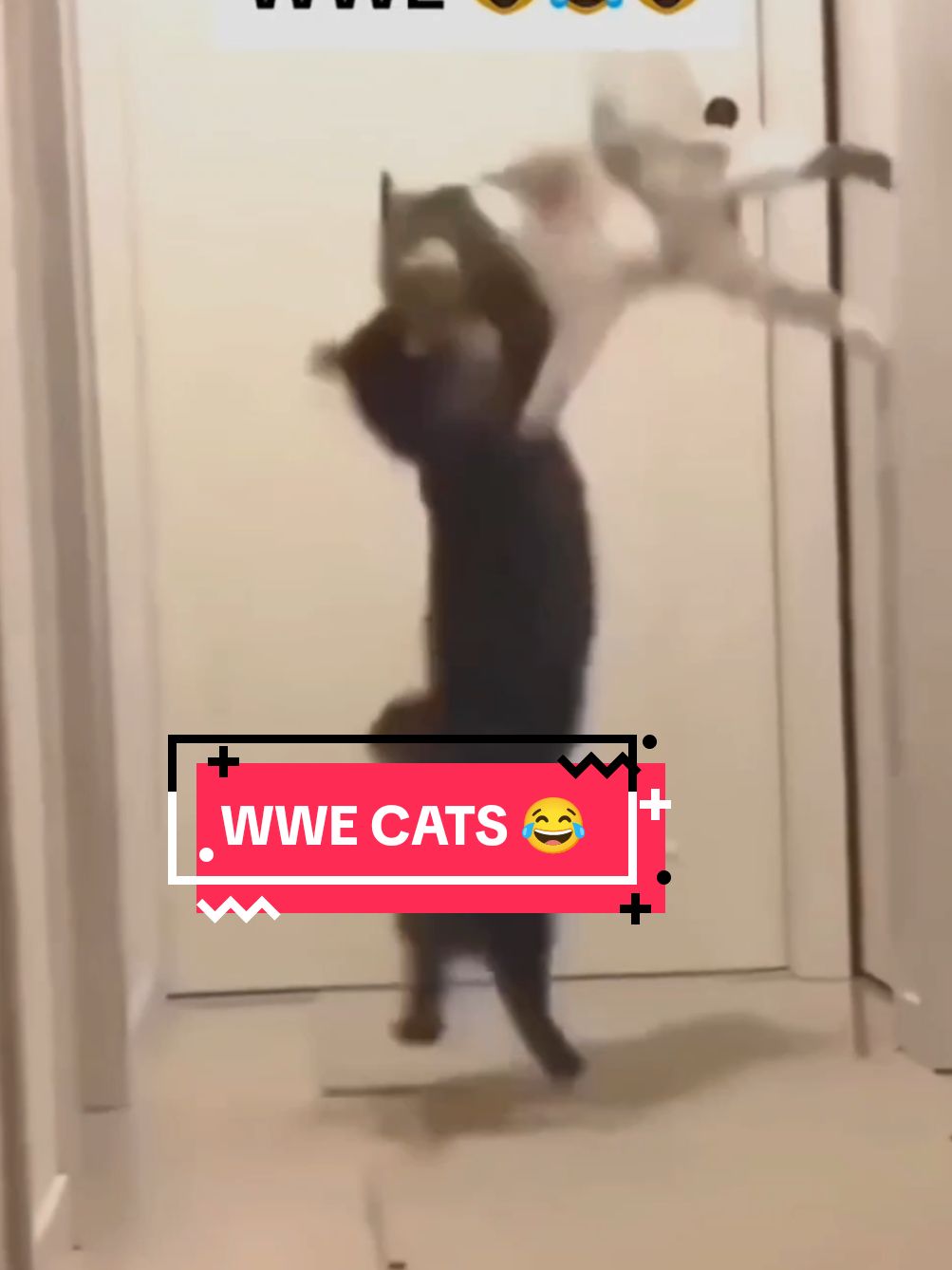 WWE big short cats 😂 #100k #1milion #animalsoftiktok #fyr 