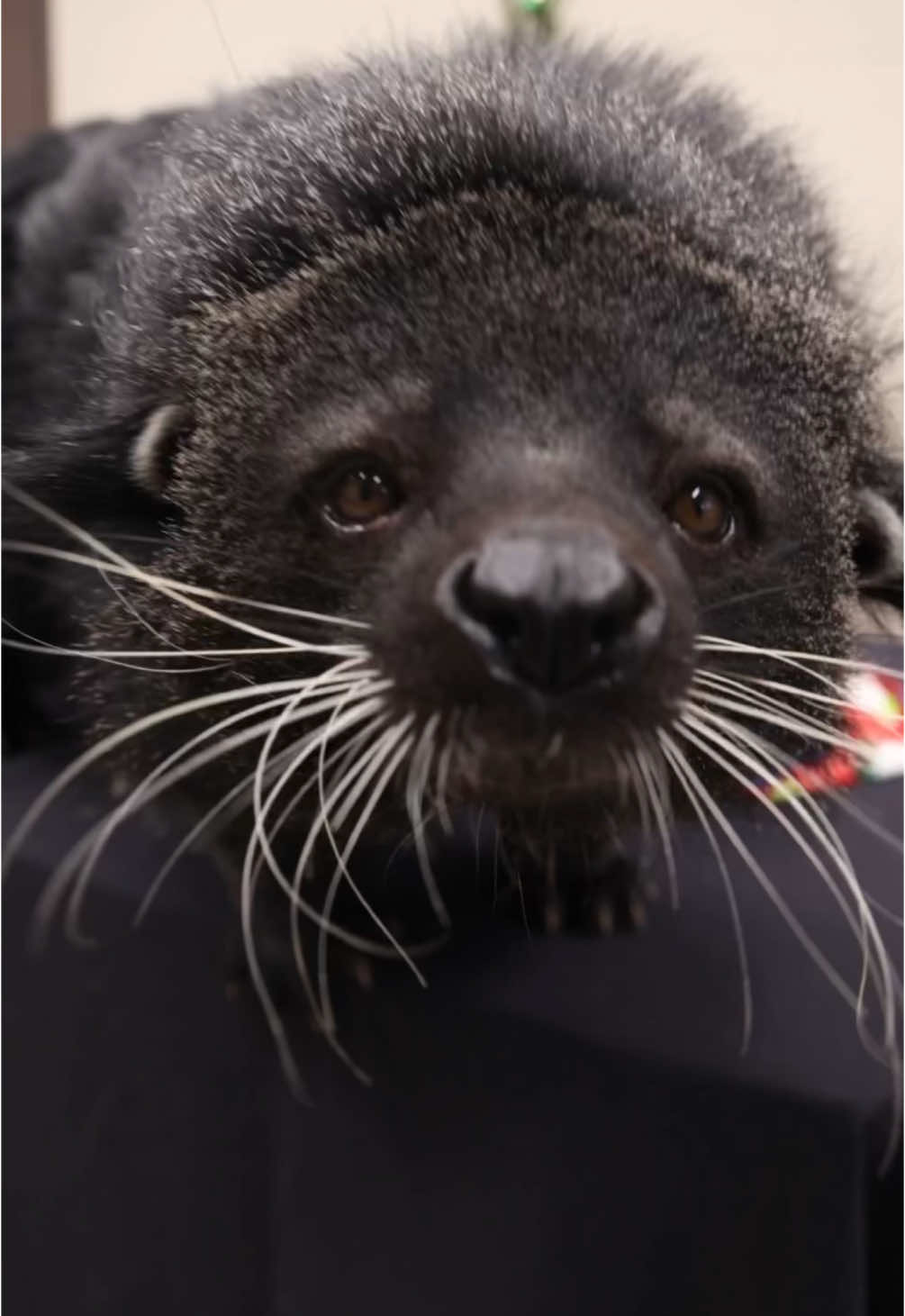 What’s your favorite part about the holidays? Wilbur the binturong’s fave is all the tasty snacks! 😋 