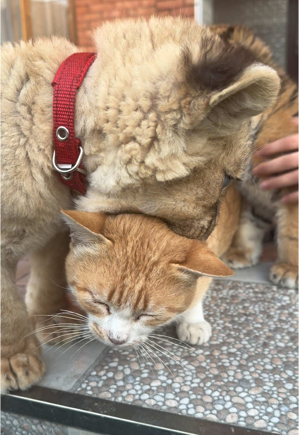 Simba and Gaby 🥹❤️ - #tbilisi #tbilisigeorgia #georgia #tbilisi🇬🇪 #georgia🇬🇪 