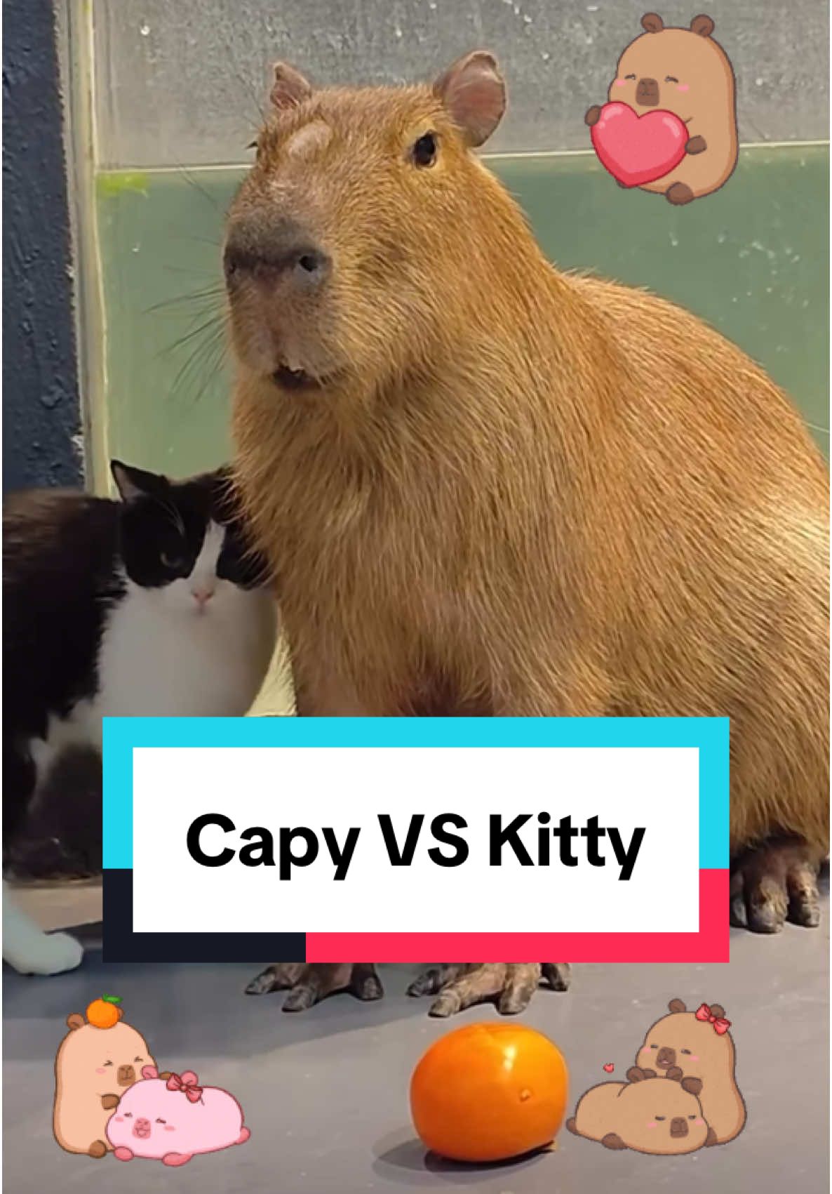 Capy VS Kitty #capybara #capybaratiktok #capy #wildlife #fyp #animallover #pet #PetsOfTikTok #animals #funny #fun #humor #petlover #foryou #zoo #chill #capyfun #kitten #catsoftiktok 