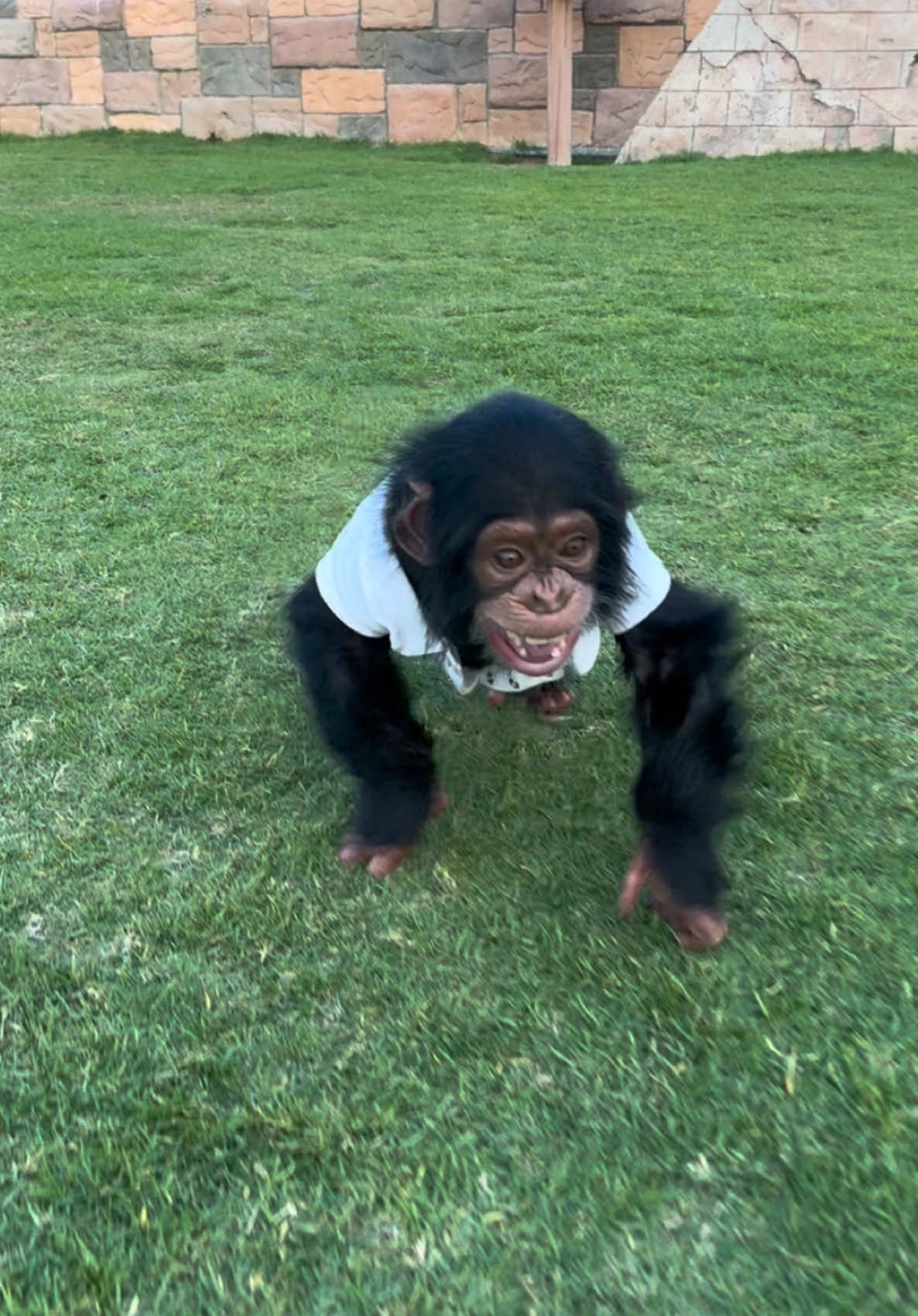 I love too much my dad!!❤️🙈❤️ #loveyou #daddy #son #chimpanzee #monkey #fyp #nordineduzoo #baby #withlove #albuqaishprivatezoo 