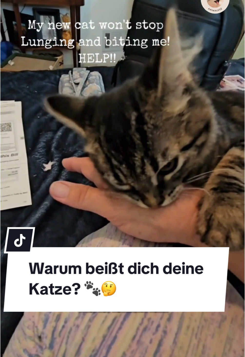 Deine Katze beißt dich und du verstehst nicht, warum? 🐱 Keine Sorge, es ist nicht immer Aggression! Von „Hey, spiel mit mir!“ bis hin zu Liebesbissen oder Stress – es gibt viele Gründe für dieses Verhalten. Erfahre, wie du die Signale deiner Katze deuten kannst und was du tun kannst, um solche Situationen zu vermeiden. 🧡 #Katzenverhalten #Katzenliebe #Katzentipps #Katzenmama 