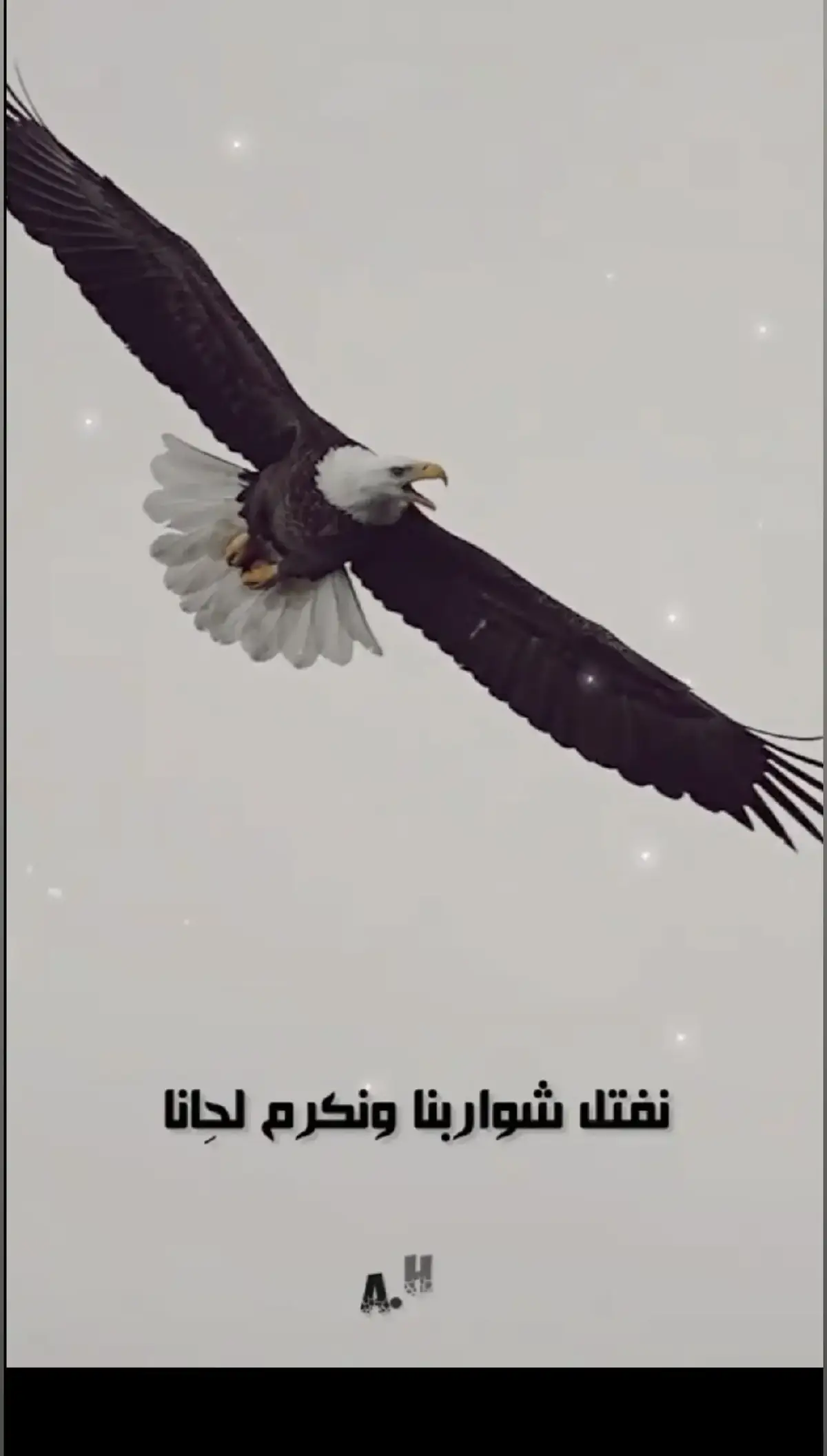 #اكسبلورexplore،شيلات،طناخه،🦅💯💥🖤🔥🔥🦅💯🦅،الشعر،الشعبي 