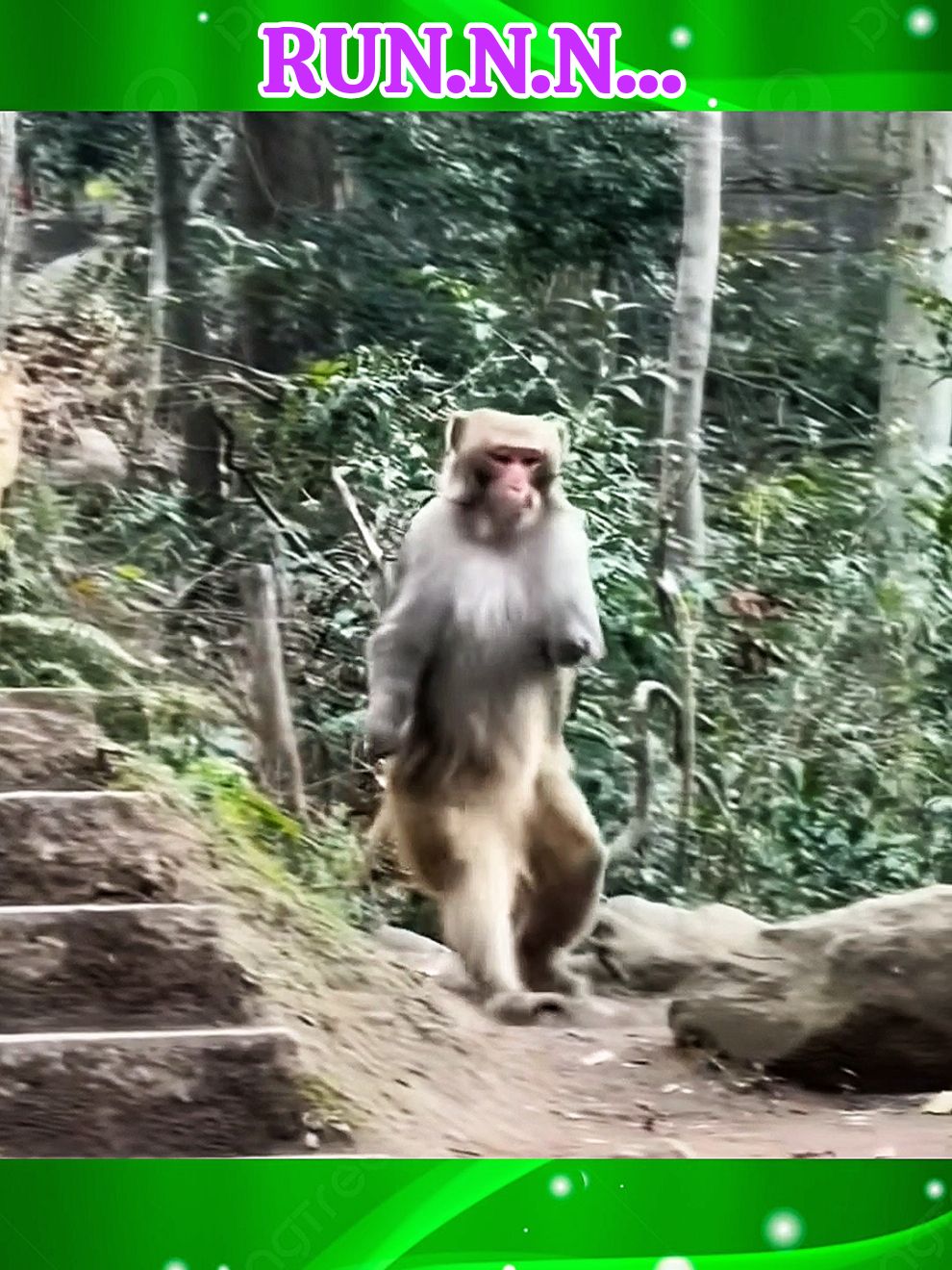 Run #monkey #monkeyfunny #funnyannimals #funnyvideos #funny 