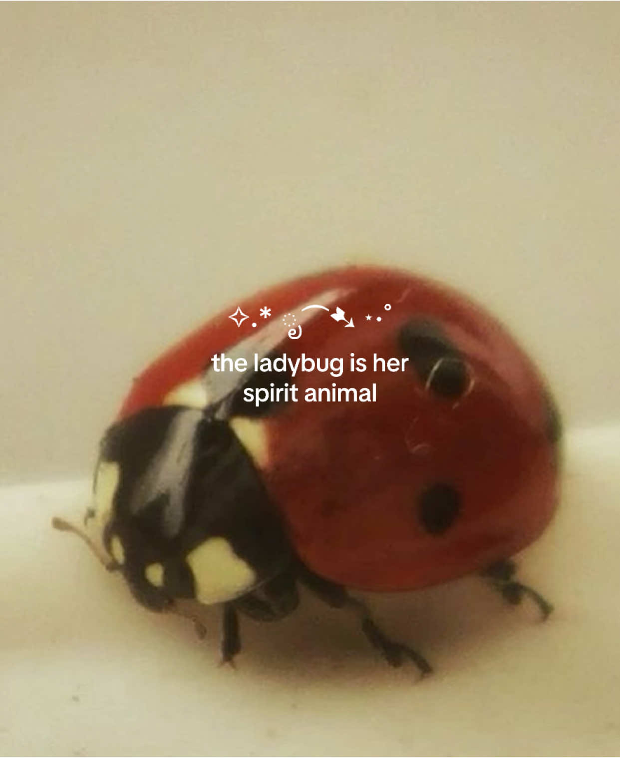 🐞 #ladybug #aesthetic #spiritanimal #requested #pinterestaestheticvideo #pinterestedit #whimsical #pinterest #red #ladybugaesthetic #aestheticvideos #fyp 