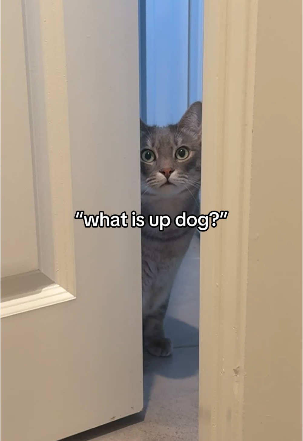 whats up dog ? … #kitty #funnycat #viral #fyp #funnycats #cathumor 