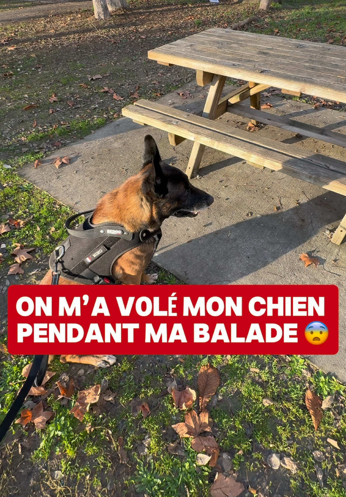 Revendre Nino ??? 🤯😨 #ninolemalou #femme #parc 