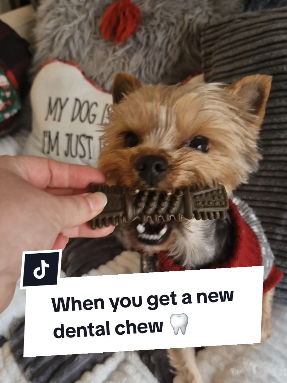 I absolutely love how awful she is at hiding things 🤣🤣🤣 #yorkshireterrier #yorkiemom #yorkiemum #yorkiesoftiktok #yorkiemommy #yorkiemummy #yorkiesofficial #yorkshire_terrier #yorkieslife #yorkiedad #dogtok 