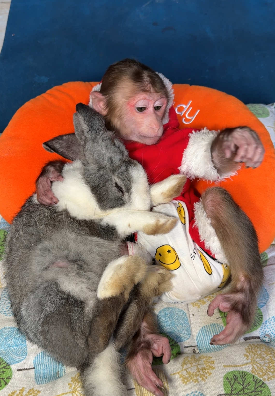 Miumiu and Nana #animal #monkey #cutemonkey #monkeysoftiktok #animalcute #babymonkey #rabbit #rabbitcute 