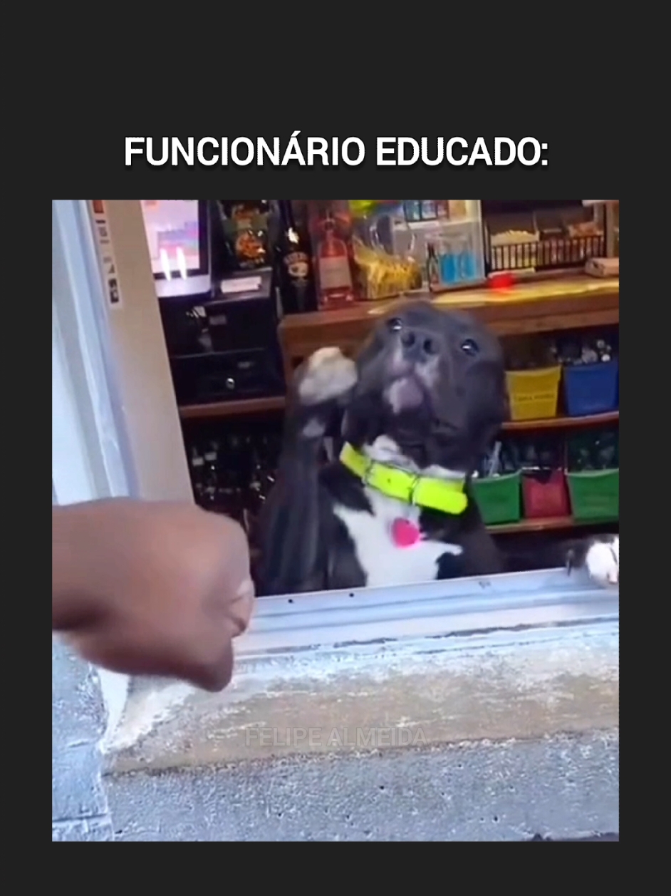 Funcionário do Mês ❤️ ➡️ @Felipe Almeida  #cão #dog #cachorro #trabalho #emprego 