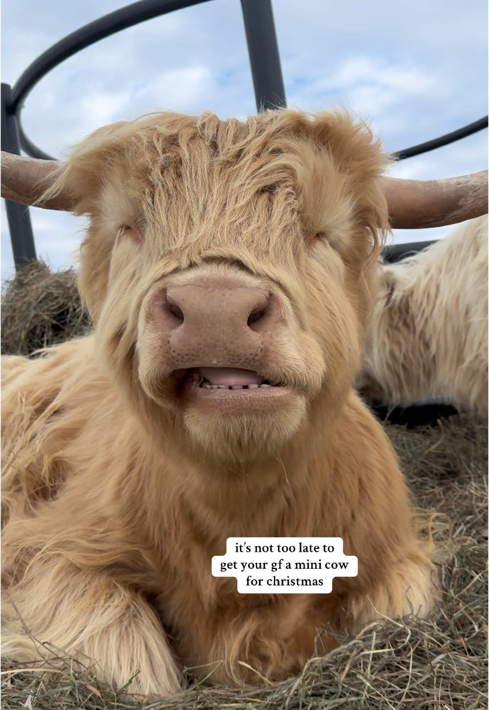 she will LOVE it #foryourpage #christmas #viralvideo #highlandcow #cowsoftiktok #giftideas #animalsoftiktok #PetsOfTikTok #animallover #cutenessoverloaded #adorableanimals #funnyanimals #petlover 