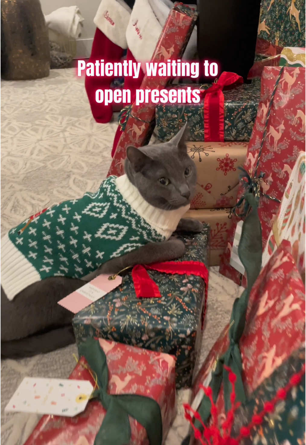 Who is going to tell George there are 2 more days before Christmas 😬 🎁 🎄 #cat #catsoftiktok #christmas #gift #cliniccat  #fyp #holiday #sweater 