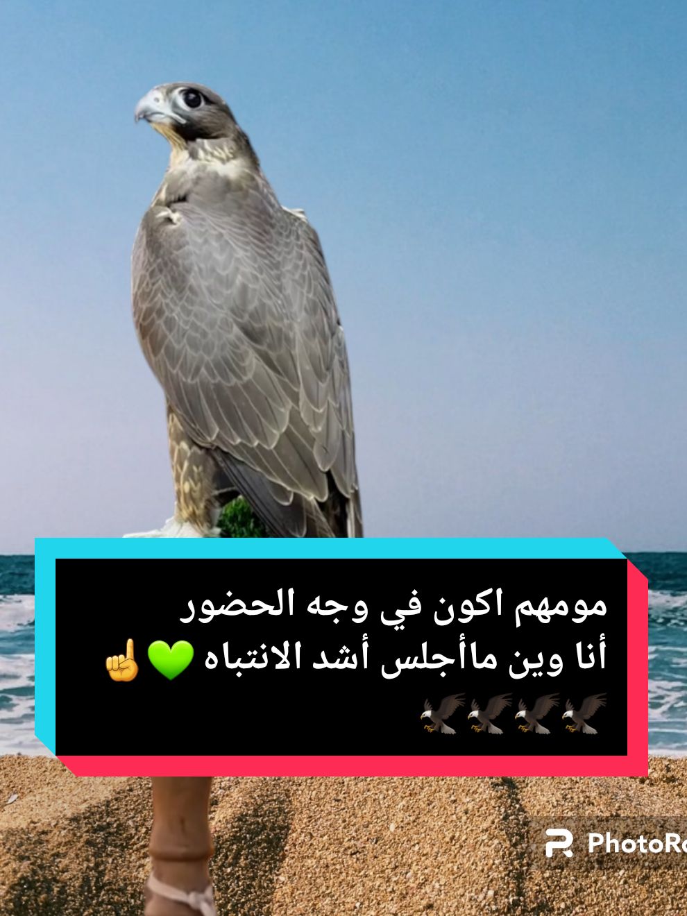 #CapCut #شيلات_حماسيه #شيلات #شيلات_طرب أكسبلور لاهنتم ❤ •.* ••.* #🦅❀༼طير ༽♡بلا♡جناح💔ᬽ✿ .# .# .# .# #قطر #m17en____mk  #امدح_الطيب_واسجل_ميجوز😎 #شيلات #صقر #الاردن #سوريا #السعودية #الأمارات #مصر #عبسي #trending #trend #تصميمي #🦅❀༼طير ༽♡بلا♡جناح💔ᬽ✿#يمان_نجار #مشاهدات #ترند #🦅❀༼طير ༽♡بلا♡جناح💔ᬽ✿@🦅❀༼طير ༽♡بلا♡جناح💔ᬽ✿ 