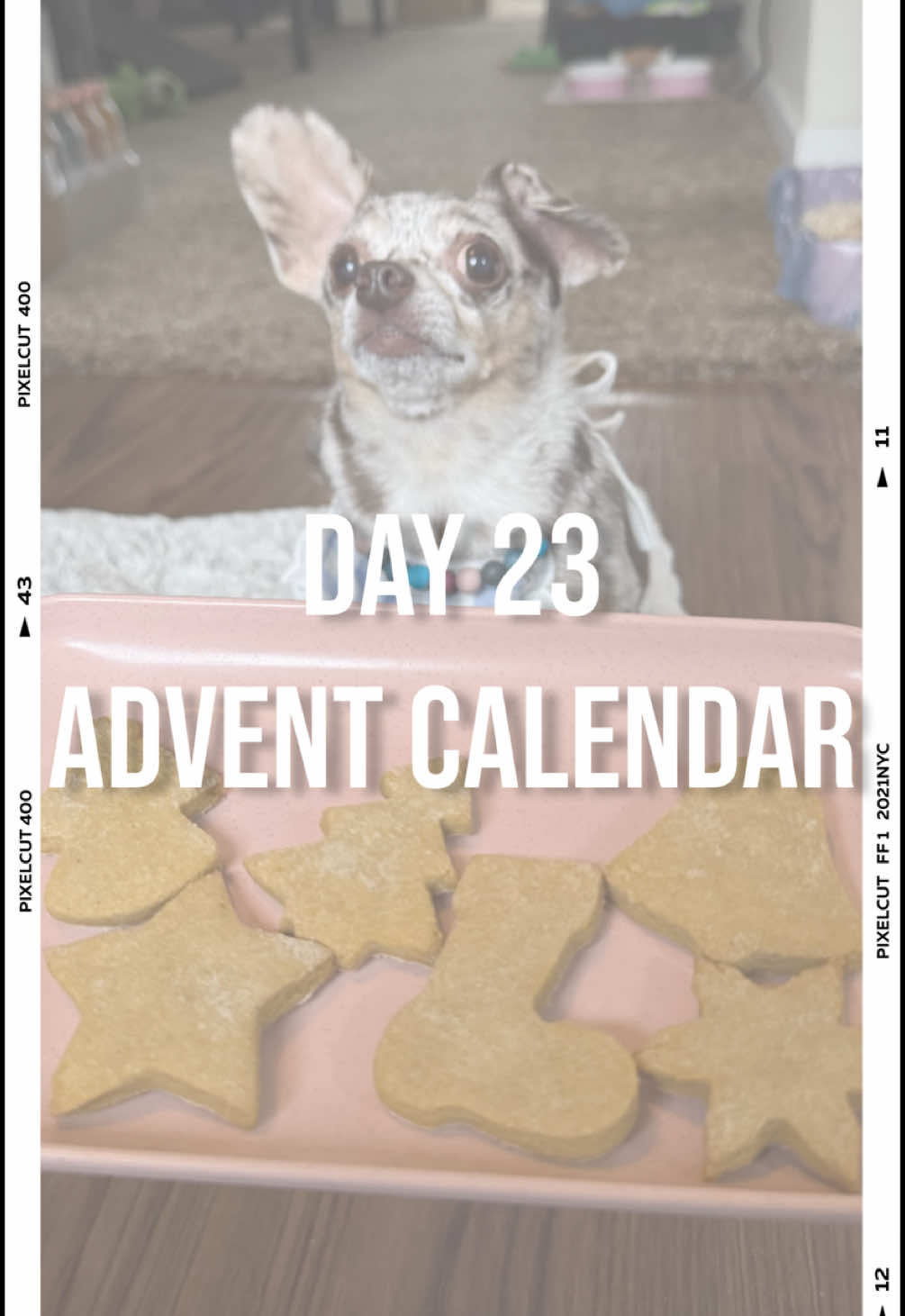 Happy Christmas Eve eve! ☺️ Very tasty one today! Every day I get to open a gift frum one of my followers for my “advent calendar.” Today I got a duplicate frum Dayle. Thanx u so much! 💚❤️ #adventcalendar #day23 #christmascookie #dogtreat #homemadedogfood #chiweenie #dogasmr #happydog #amazonwishlist #doggift