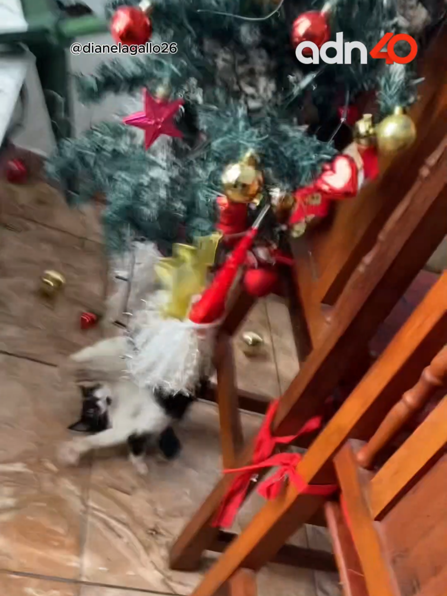 La navidad siempre es mejor si tienes un gato en tu casa, o al menos eso dicen.  #navidad #gato #mascota #divertido #animales #viral_video #adn40