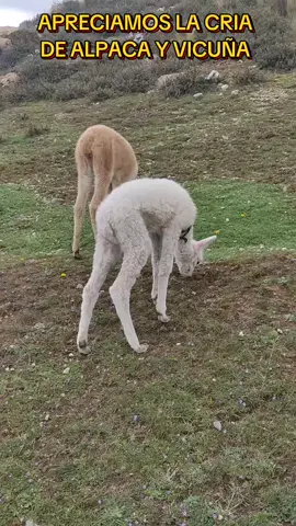 AQUÍ PODEMOS APRECIAR LA CRÍA DE UNA ALPACA Y TAMBIÉN DE UNA VICUÑA COMIENDO JUNTOS. 🤞🏻☺️ #MACUSANI #CARABAYA #PUNO #perú🇵🇪 #ALPACAS #VICUÑAS 