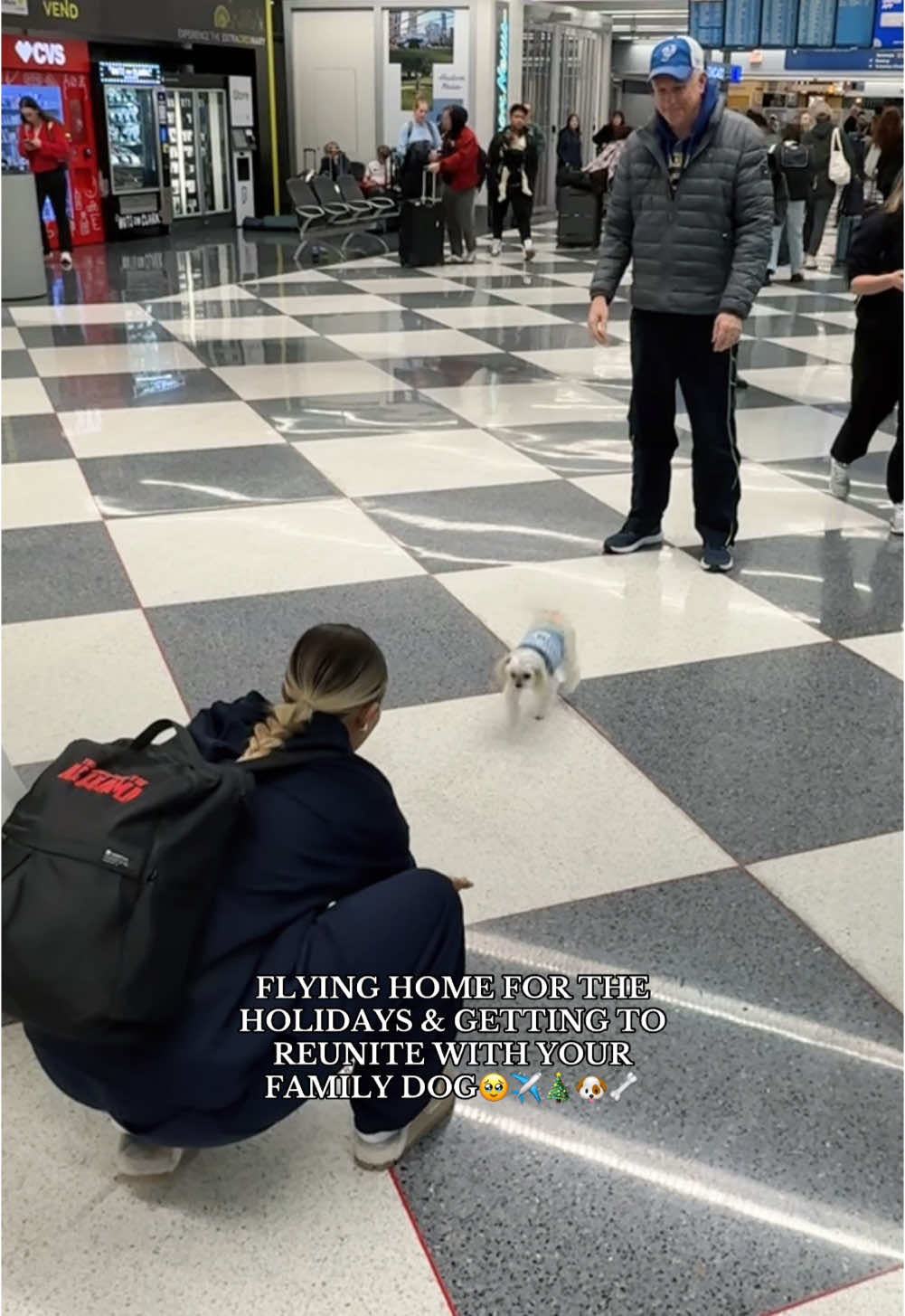 HIS LITTLE RUN TO ME😭🫶🏻🐾 the duo is BACK!!! #hometown #holidays #traveling #christmas #maltipoo #crustywhitedog #fyp #ohareairport #fyp #family #illinois #midwest #winter #familydog #relatable #christmasbreak #maltipoos #familytok #traveltok 