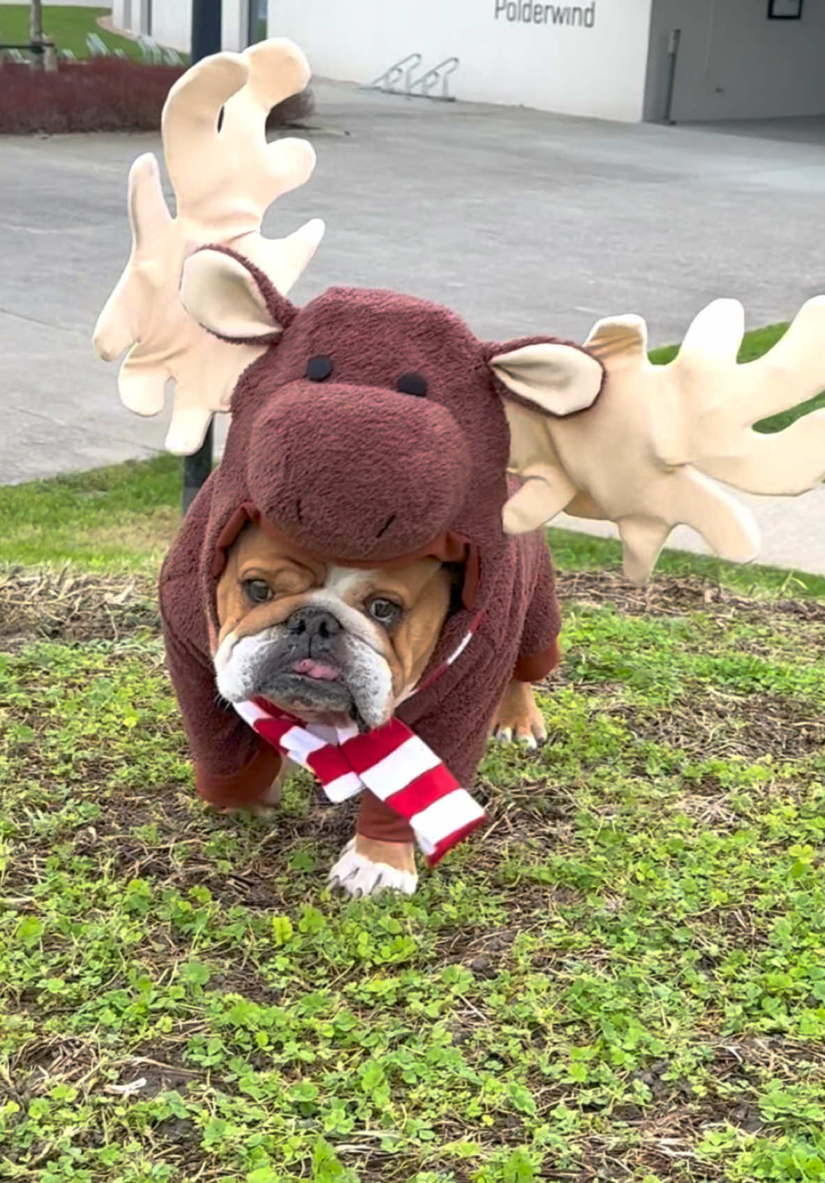 There’s a MOOSE on the loose 😂🫎 #fyp #foryou #dogs #dogsoftiktok #dog #pets #foryoupage 