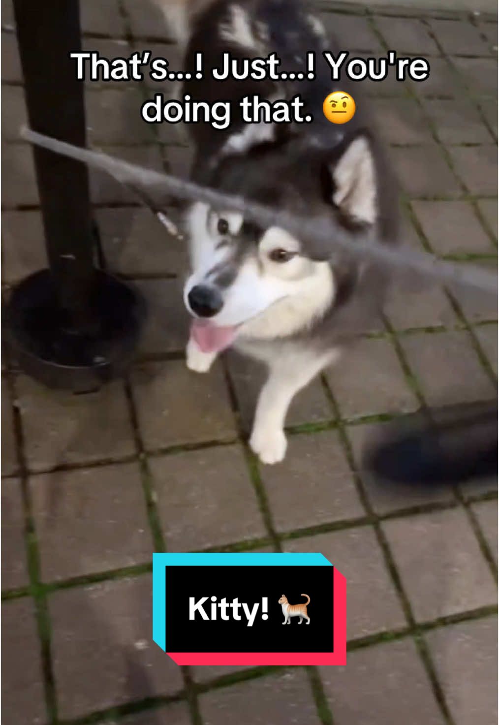 Leia’s biggest problem? She cares too much. 🐺🐈😫  #siberianderpskies #siberianhuskies #siberianhusky #huskiesoftiktok #husky #dogsoftiktok #huskies 