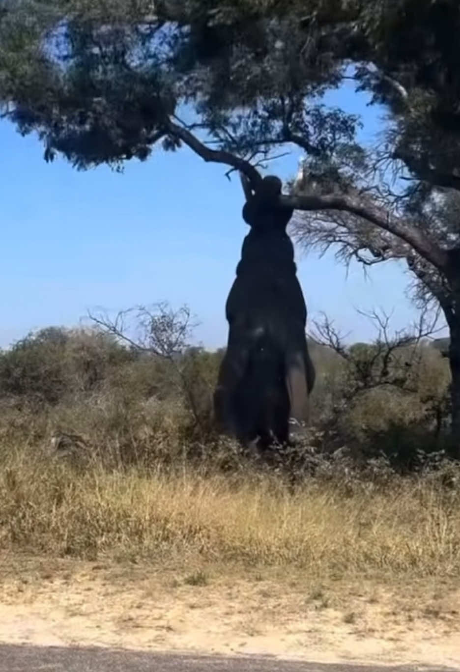 #treeelephant 