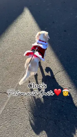 Cloes first time meeting santa🎅🏼❤️🫶🏼🎄 #feliznavidad #cloebabyy #fnlofficiall #pictureswithsanta #petpictureswithsanta #chihuahua #chihuahuastiktok #dogmomlife #momlife #santaclaus #christmastiktok  #christmas #teamwork