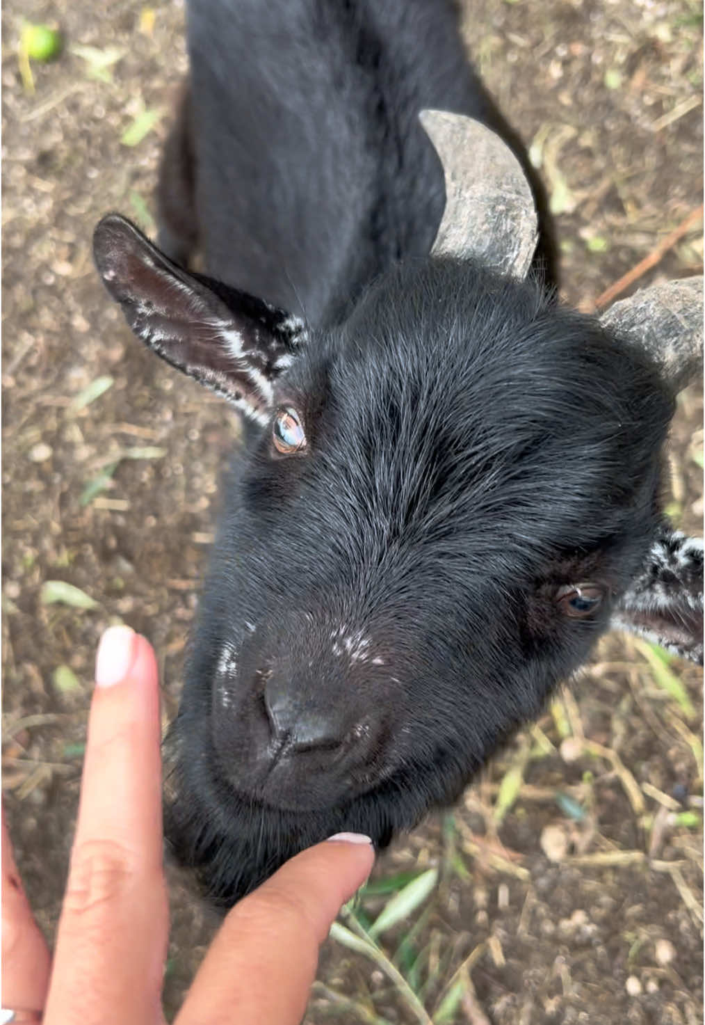 Goat Sound 🎤🎵 J’adore le bruit que mon petit Romeo fait ! 