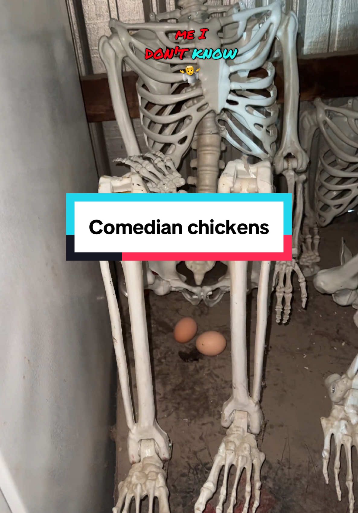 They’re a bunch of comedians #parassitefarm #chickensoftiktok #layinghens #eggs #angelofdeath #chickens #homesteading #funnychicken #skeleton #barnchores #eggcollecting #comedians 