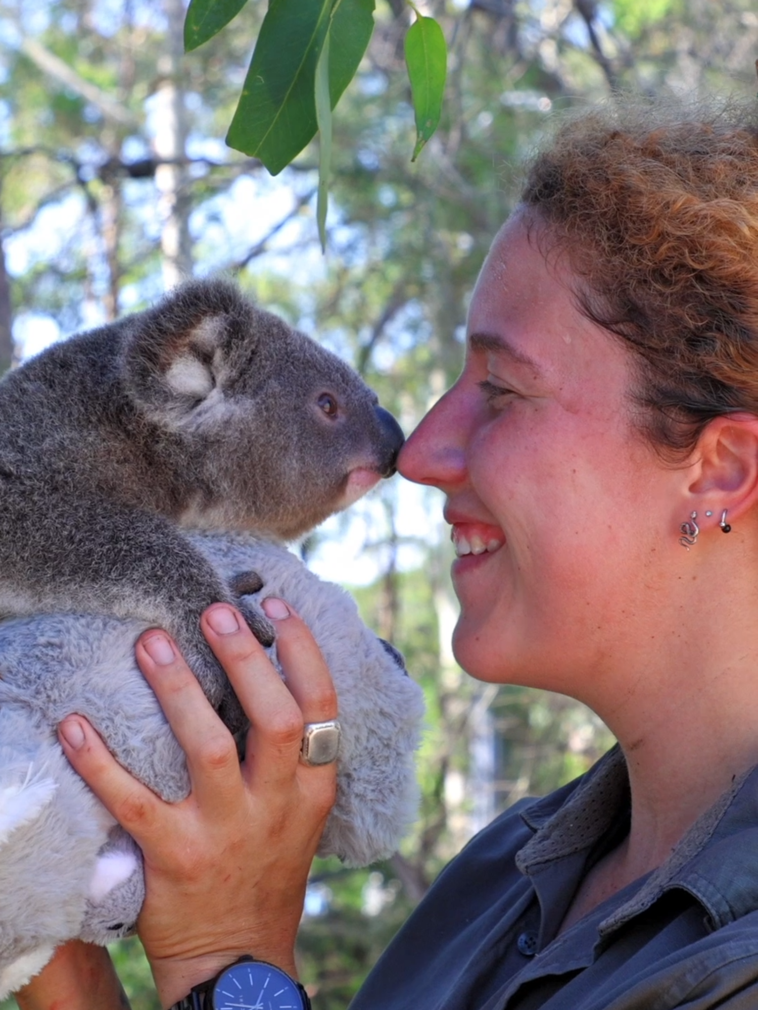 Our baby animals are celebrating their FIRST Christmas! 🎄 #cutenessoverload #merrychristmas #wombat #wombatwednesday #koala #koalas #tasmaniandevils #aussieanimals #dingo