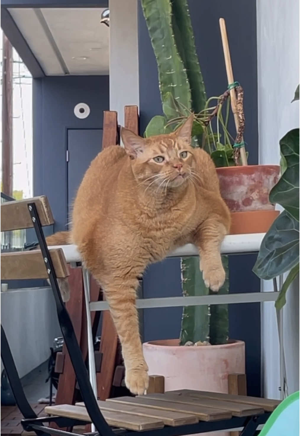 assembly manual was not included with this man #cattok #orangecatsoftiktok #catsoftiktok #orangecatbehavior #orangecat #ohlookastrawberry 