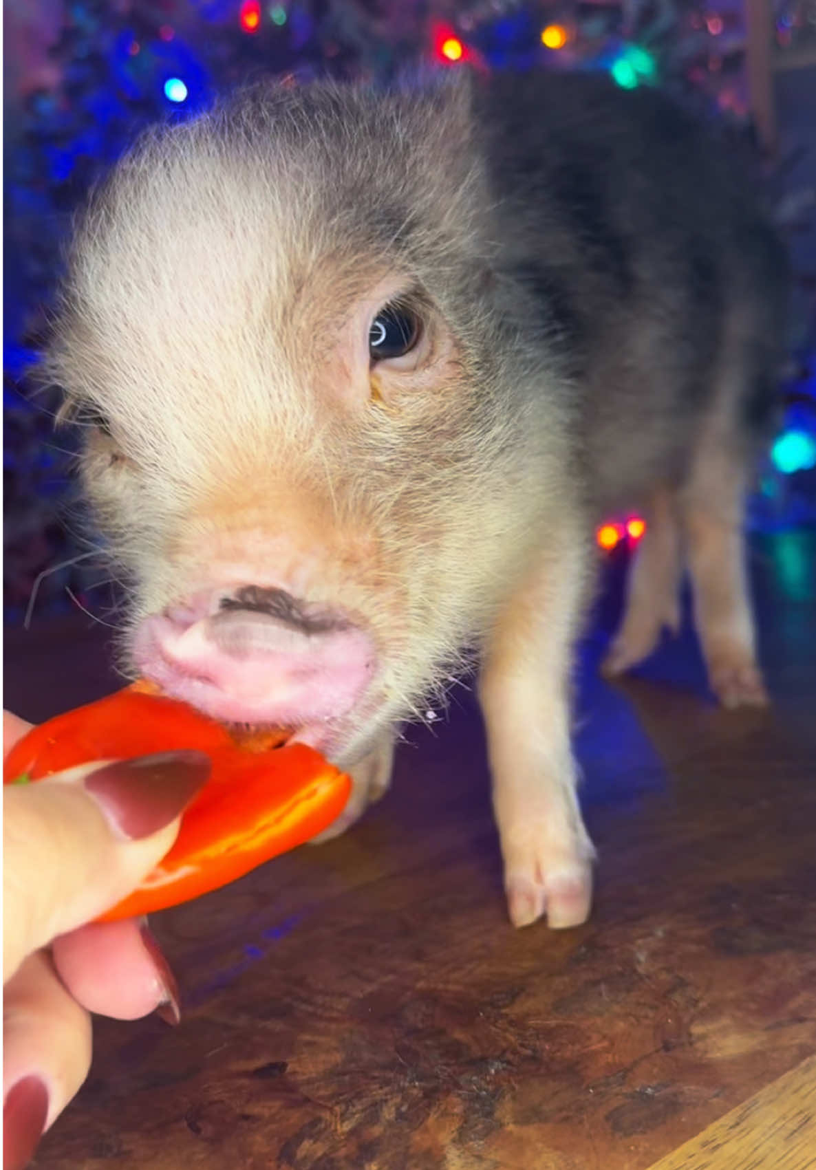 Diz tried a mini sweet pepper. He gives it a zero- he spit the piece out that he bit off 😂 (dont mind the finger nails theyre dirty from getting their food together 😬) #asmr #asmrsounds #minipig #minipigsoftiktok #pigsoftiktok #pig #piglet #piggy #cute #cuteanimalsoftiktok #pepper  