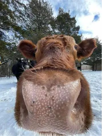 We love looking back at these memories of our wonderful animals enjoying the snow to get us in the holiday spirit ❄️✨ When our rescued animals get a snow day, they love to go out, play, and explore—just like kids! But not for too long before we bring them inside to warm up with a hot drink, a hot meal, and then tuck them into bed with blankets, heaters, and kisses on their foreheads!   #cowtok #horsetok #farmanimalsanctuary #snowday #winterwonderland #holiday 