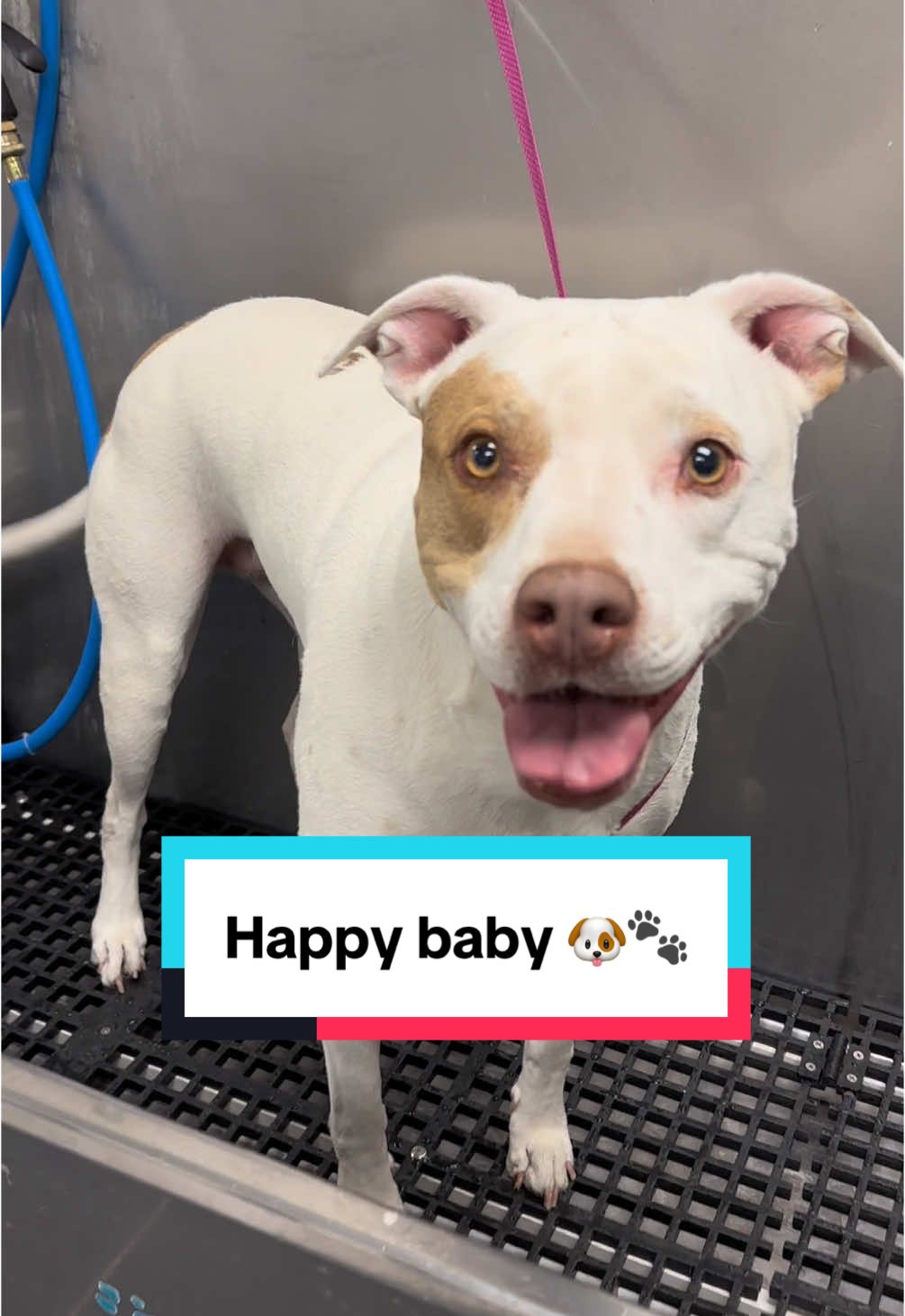 Shes just happy to be here 🐶🐾 #pitbull #pittiesoftiktok #pitbullsoftiktok #germanshorthairedpointer #germanshorthair #bullybreeds #tutorial #doggrooming #dogbath 