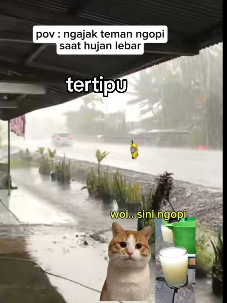 tertipu tuak#catlovers #memekucing #xyzbca #fypシ゚ #cat 