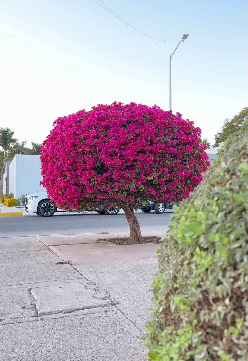 Uno de los árboles más hermosos 🌳❤️