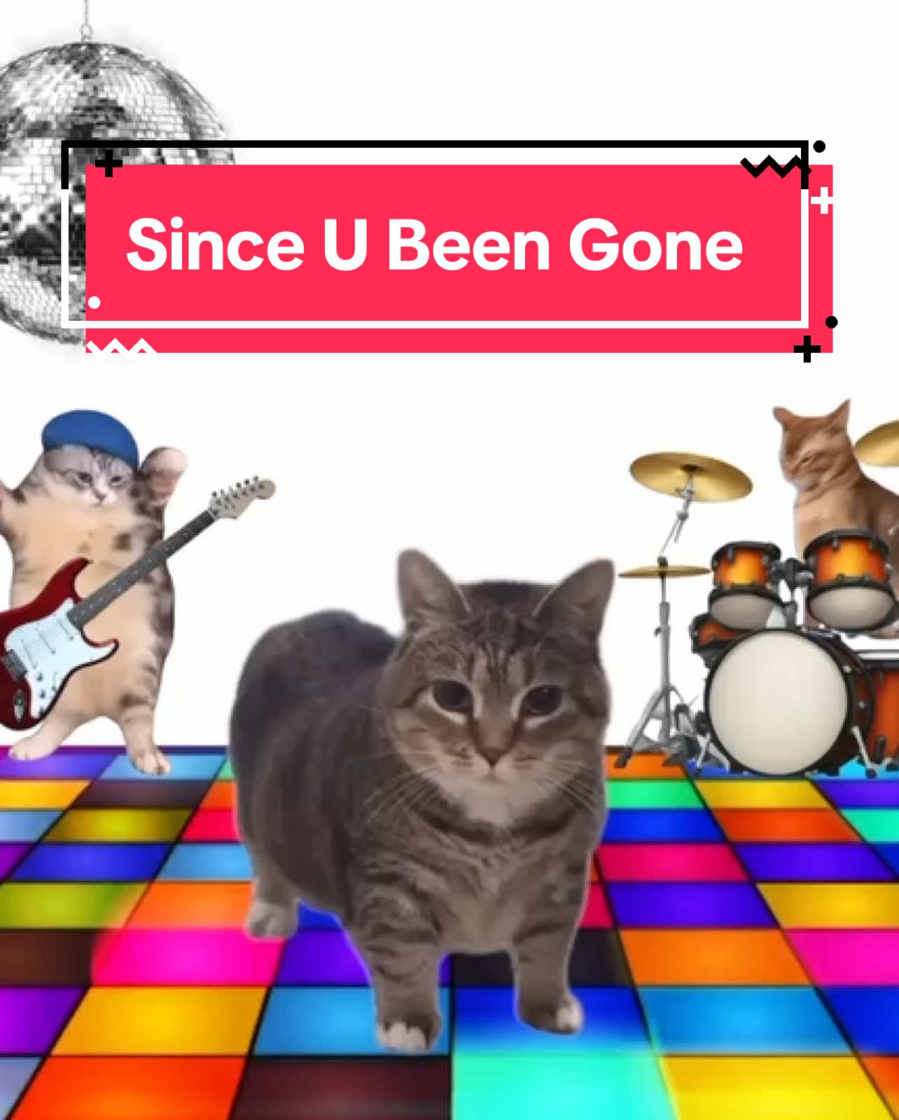 OIA cat sings Since U Been Gone! #cats #catsoftiktok 