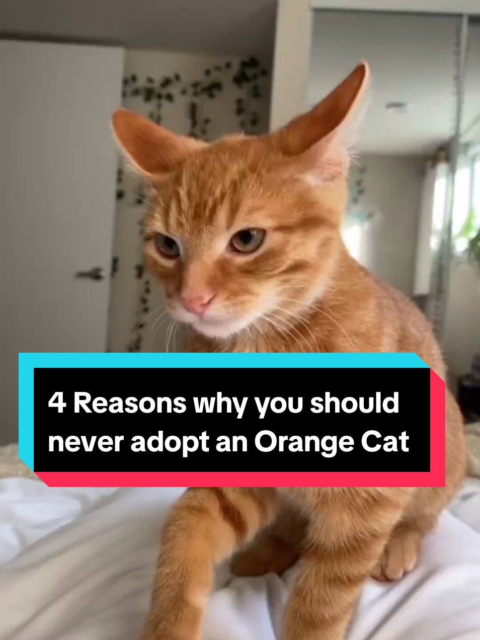 4 Reasons why you should never adopt an Orange Cat!🚫 #cutecatsoftiktok❤️ #catsoftiktiok #catsdoingthings #orangecat #orangecats #animalsfunny #animalsworld #PetsOfTikTok 