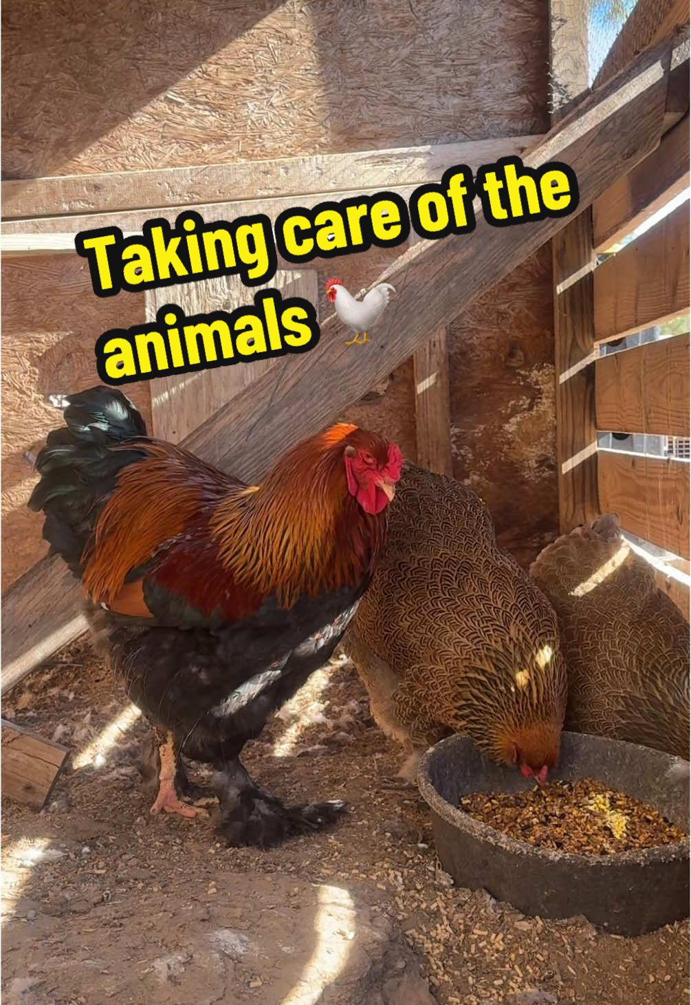 Come take care of the animals with me🐓 #foryou #chickens #ducks #geese #farming #homestead 