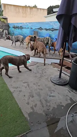 Time to start training #dogsoftiktok 