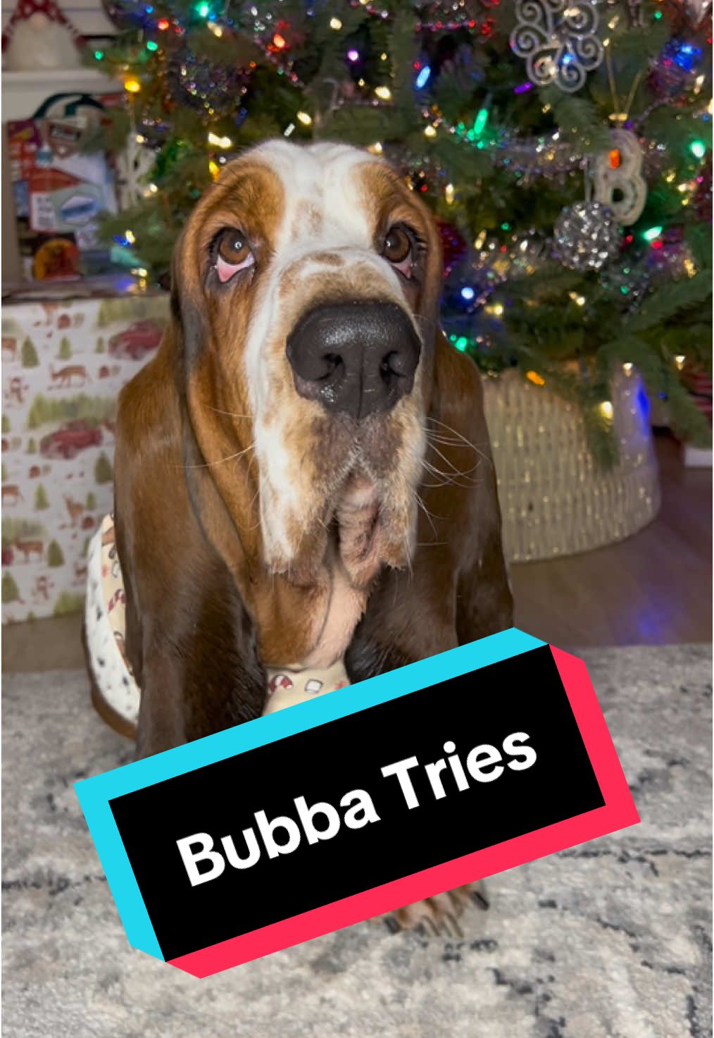 Bubba Tries: Birhtday Cake! #bassethound #bassetsoftiktok #dog #digsoftiktok #fyp 