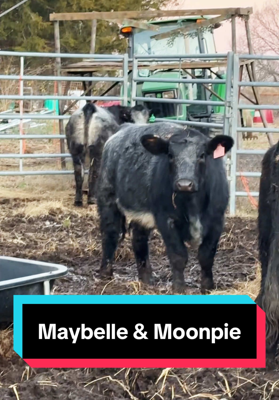 Maybelle & Moonpie will be bred soon!🐮 #simmental #simmentalcattle #blueroan #heifersoftiktok 