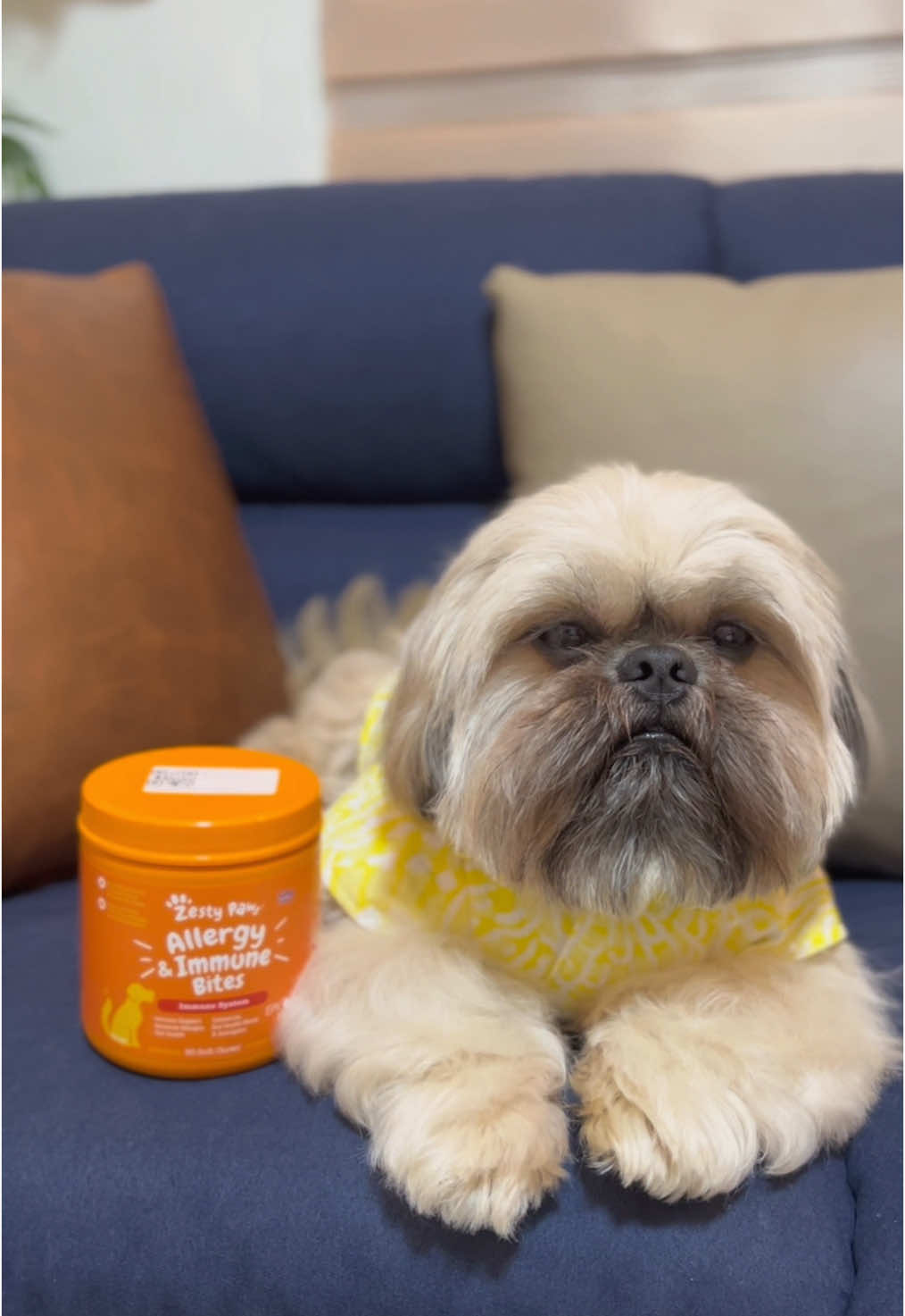 Allergies? Itchies? Sneezies? Hooman got it covered by giving me Zesty Paws Allergy & Immune Bites! 🧡 #shihtzusoftiktok #shihtzuphilippines #shihtzu #dogs #dogsoftiktok #dogsph #zestypaws 