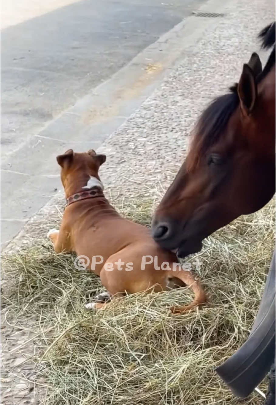 Dog vs Horse🐶🐴#funny #pet #animals #funnyanimals #fyp #foryou #dog #dogsoftiktok #funnyvideos #dogtok #doglovers #usa