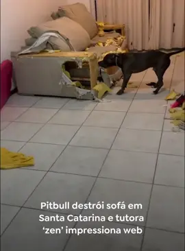 The owner’s sofa smells so great#dog #dogsoftiktok #fyp #funnyvideo #lovedogs 