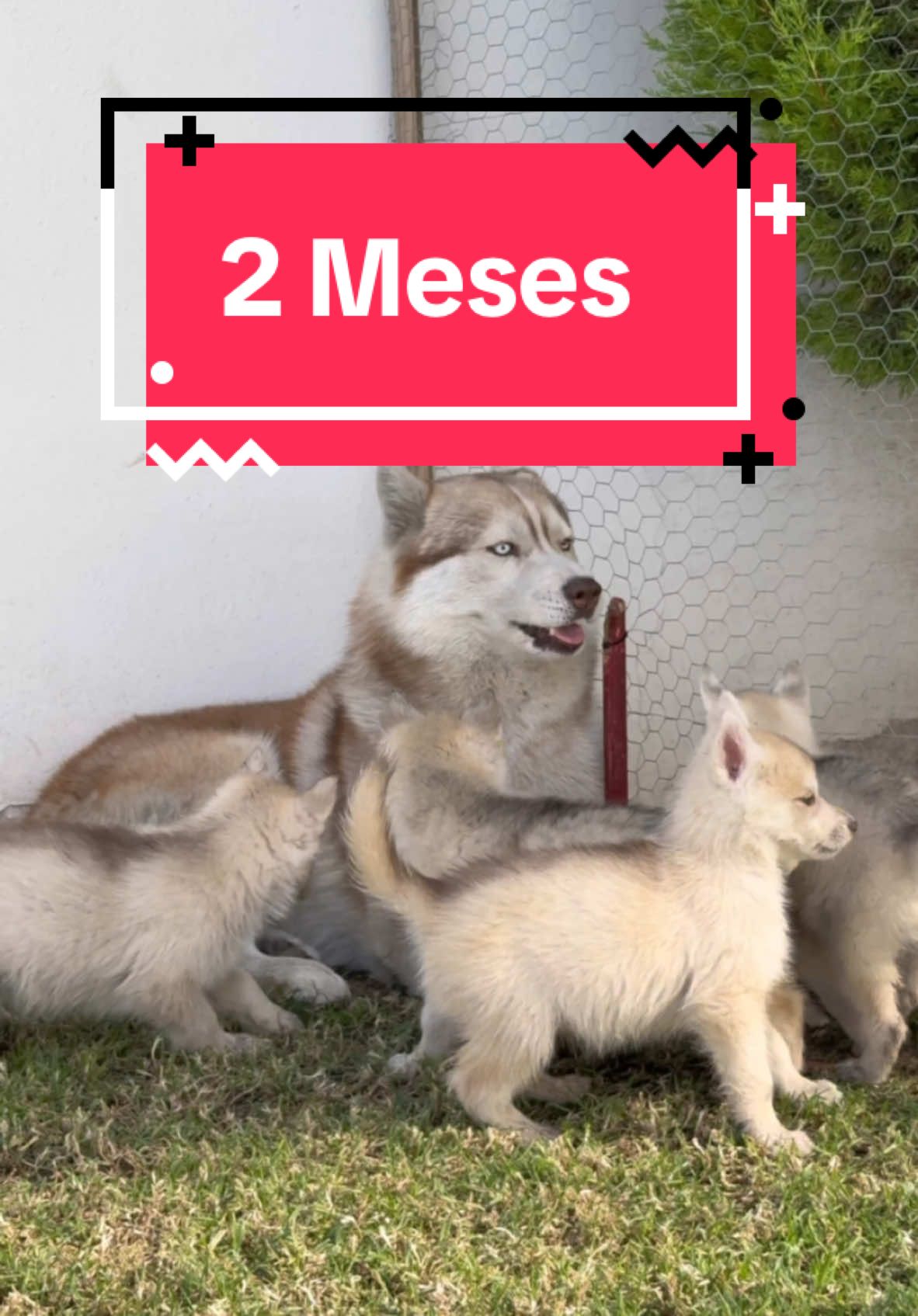 2 Meses existiendo #cdmx🇲🇽 #foryou #meme #sorpresa #parati #odinelhusky #husky #huskylife #cachorro #perros #perrostiktokers #puppylove #fcm #dogsoftiktok 