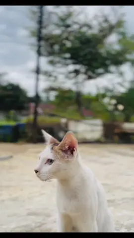 উপরে চিল🦅